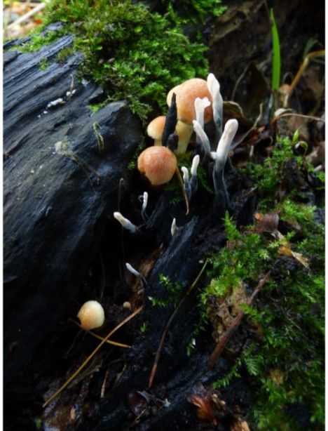 Emerging fruit bodies adjacent to Xylaria polymorpha on oak in Pitsea, UK.